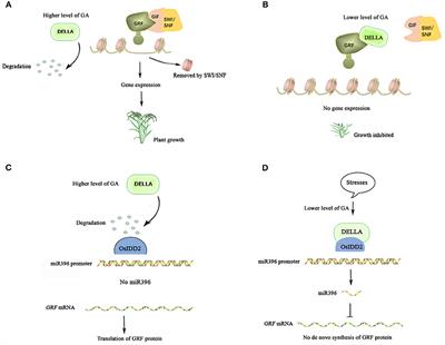 The Rice miR396-GRF-GIF-SWI/SNF Module: A Player in GA Signaling